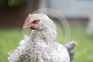 Chickens on the farm, poultry concept. White loose chicken outdoors. Funny bird on a bio farm. Domestic birds on a free range farm