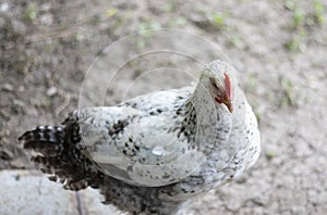 Chickens on the farm, poultry concept. White loose chicken outdoors. Funny bird on a bio farm. Domestic birds on a free range farm