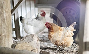 Chickens on the farm, poultry concept. White and red chicken outdoors. Funny birds on a bio farm. Domestic birds on a free range