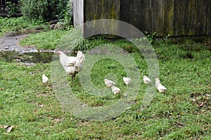 Chickens in the Farm Yard photo