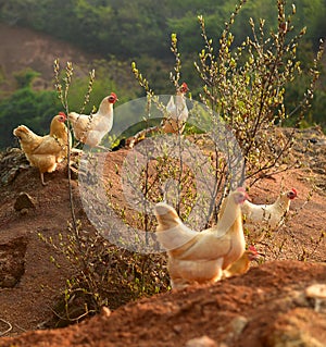 Chickens on farmyard