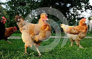 Chickens in the Farmyard photo