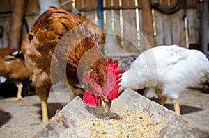 Chickens feeding