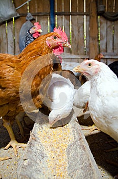 Chickens feeding