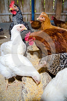 Chickens feeding