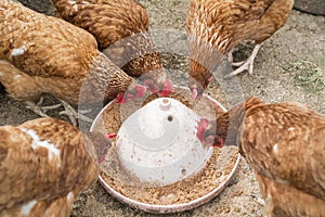 Chickens feeding photo