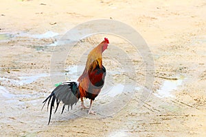 Chickens at feeding time