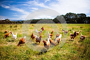 Chickens In A Field