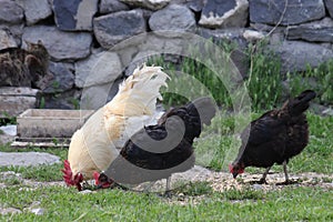 Chickens foraging on a farmyard, showcasing organic poultry farming. Organic eggs.