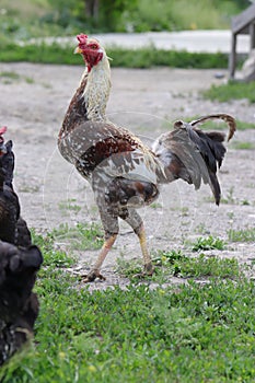 Chickens foraging on a farmyard, showcasing organic poultry farming. Organic eggs.