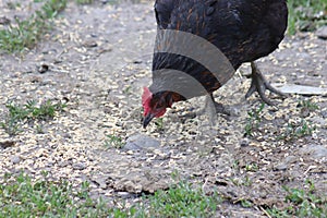 Chickens foraging on a farmyard, showcasing organic poultry farming. Organic eggs.