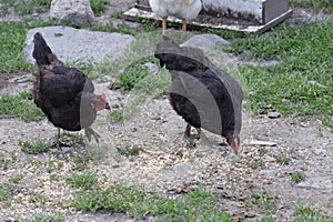 Chickens foraging on a farmyard, showcasing organic poultry farming. Organic eggs.