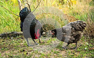 Chickens foraging in the garden.