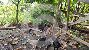 chickens gathering to eat on a simple farm