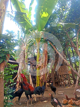 chickens are gathering under a banana tree in a rural setting