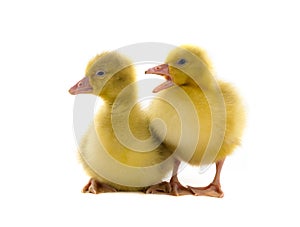 Chickens gooses photo