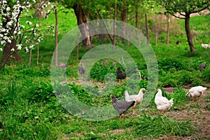 Chickens in green grass