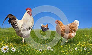 Chickens and on the green meadow