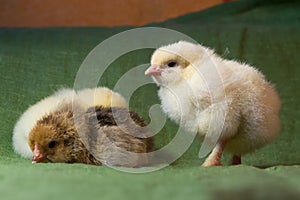 Chickens hatched in a home incubator a day ago,