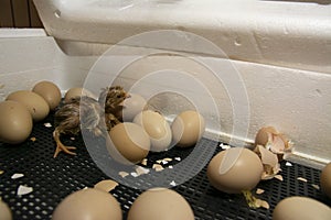 Chickens hatched in an incubator. Photo of an incubator with eggs and a newborn chicken