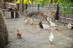 Chickens in hen coop, back yard. Life in the village