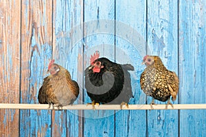 Chickens in henhouse