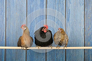 Chickens in henhouse photo