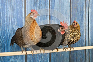 Chickens in henhouse photo