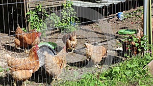 Chickens or hens in a cage.