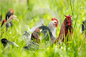 chickens, hens and chook, in a country hen house, on a farm and ranch in Australia