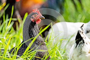 chickens, hens and chook, in a country hen house, on a farm and ranch in Australia