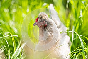 chickens, hens and chook, in a country hen house, on a farm and ranch in Australia