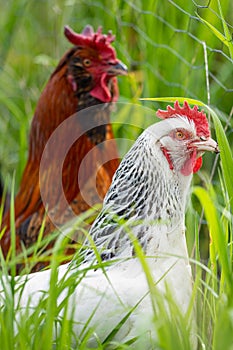 chickens, hens and chook, in a country hen house, on a farm and ranch in Australia