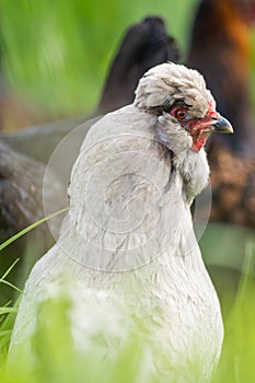 chickens, hens and chook, in a country hen house, on a farm and ranch in Australia