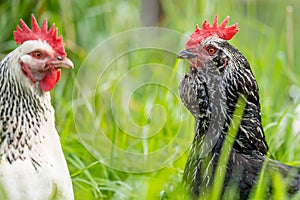 chickens, hens and chook, in a country hen house, on a farm and ranch in Australia