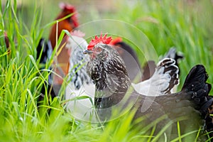 chickens, hens and chook, in a country hen house, on a farm and ranch in Australia