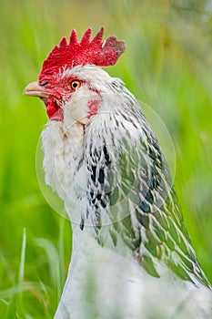 chickens, hens and chook, in a country hen house, on a farm and ranch in Australia