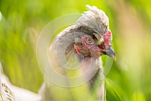 chickens, hens and chook, in a country hen house, on a farm and ranch in Australia