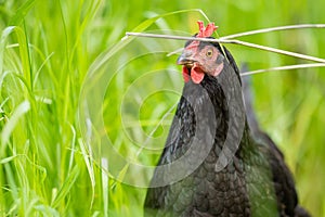 chickens, hens and chook, in a country hen house, on a farm and ranch in Australia