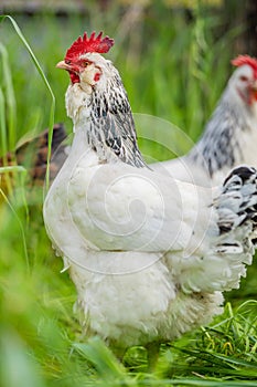 Chickens, hens and chook, in a country hen house, on a farm and ranch in Australia