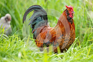 Chickens, hens and chook, in a country hen house, on a farm and ranch in Australia