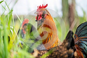 Chickens, hens and chook, in a country hen house, on a farm and ranch in Australia