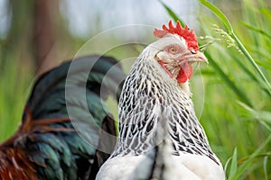 Chickens, hens and chook, in a country hen house, on a farm and ranch in Australia