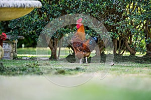 Chickens, hens and chooks, grazing and eating grass, on a free range, organic farm, in a country hen house, on a farm and ranch in
