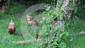 Chickens or hens free range amongst the trees.