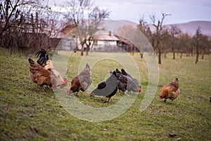 Chickens and hens through the natural farm. poultry feeding on the grass. a group of domestic birds nibbling. barnyard fowl cluste