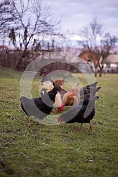 Chickens and hens through the natural farm. poultry feeding on the grass. a group of domestic birds nibbling. barnyard fowl cluste