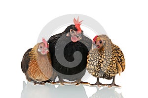 Chickens isolated over white background