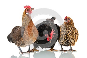 Chickens isolated over white background photo