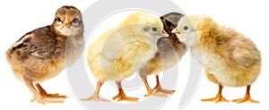 chickens isolated on a white